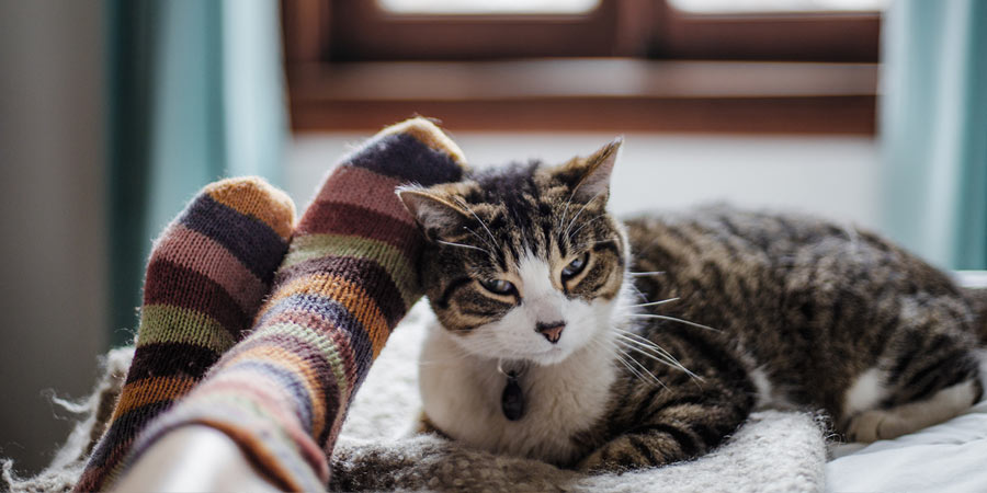 Feet in colourful hand knitted socks lying next to a cat