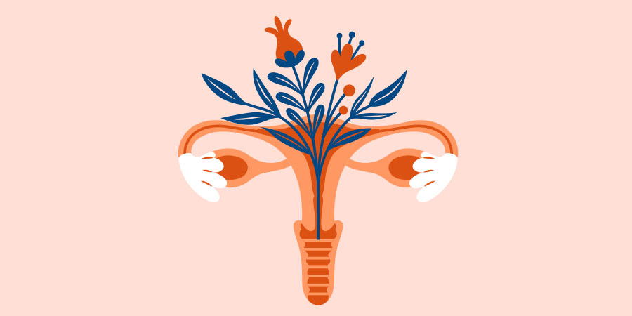 Hand drawn illustration depicting a female cervix